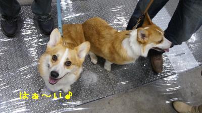 むぎ