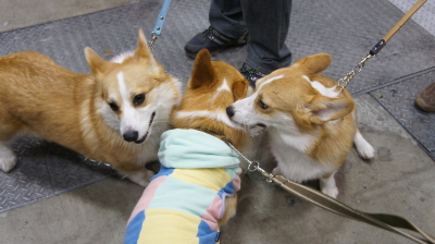 お兄ちゃん大人気