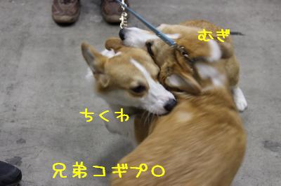 ちくむぎブラザーズ