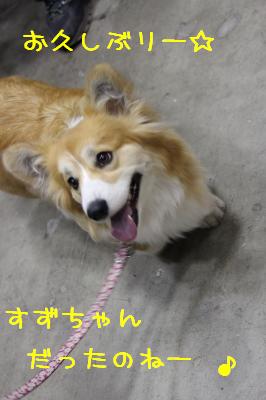 お世話になったすずちゃんでした。