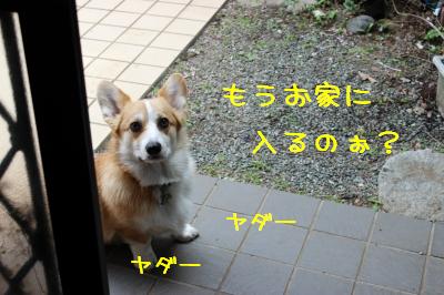 まだ入りたくありません!