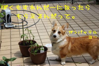 僕ももらえるの。
