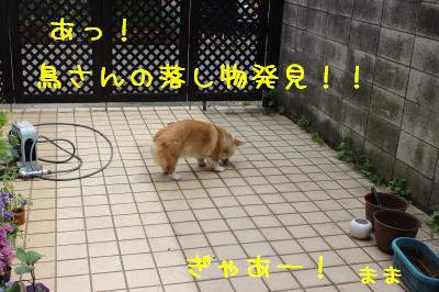 鳥さんの落し物発見!