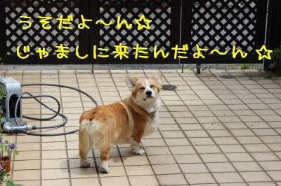 嘘だよ~ん。