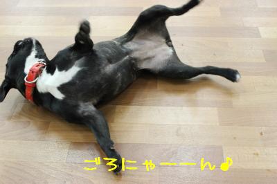 ごろにゃ~ん
