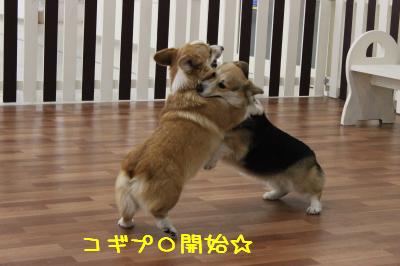 コギプロ開始