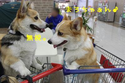 まろちゃん♪