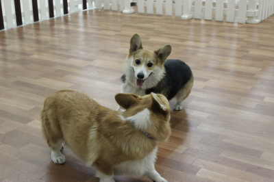 まろちゃんいい笑顔