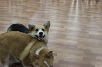 楽しいね