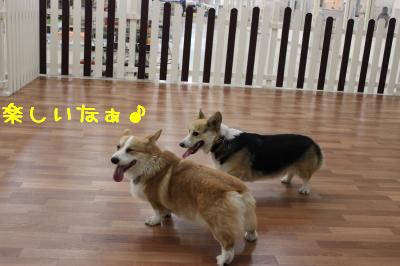 楽しいなぁ