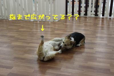 おっぴろげ