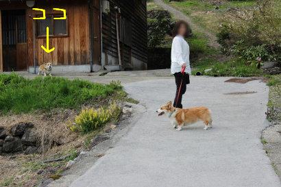 五箇山コーギー
