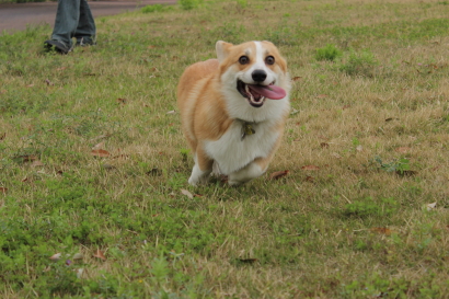 舌べろんちょ
