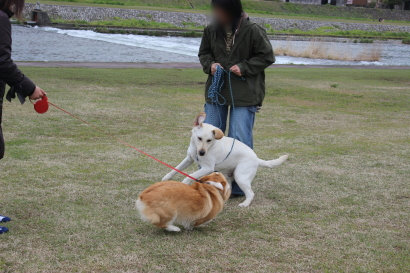 ラブのこたろうちゃんと