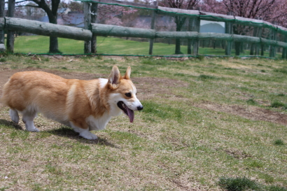 ドッグラン