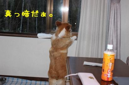 お外を見る麦