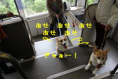 ハチャハチャ