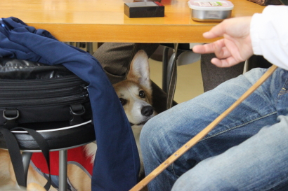 おりこうノアくん