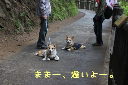 ママ待ちのちく麦