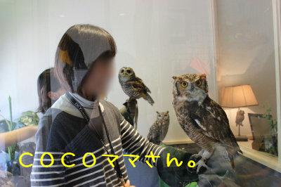 cocoママさん