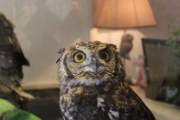 大人フクロウさん2