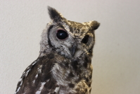大人フクロウさん3
