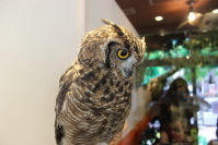 大人フクロウさん1