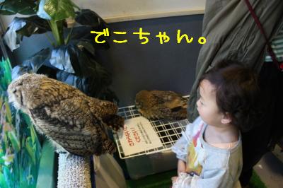 でこちゃん