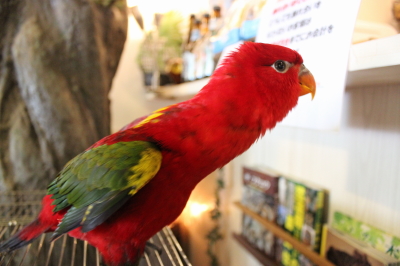 ショウジョウインコさん