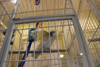 オウムさん