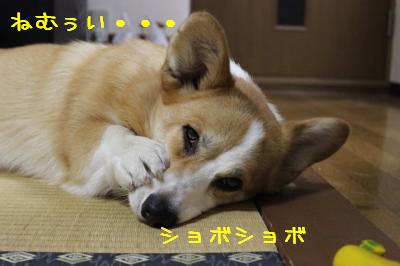 ショボショボ