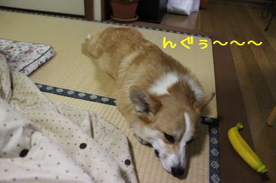 ねんこ