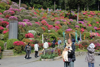 ぱぱと