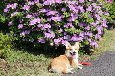 麦さんとつつじ