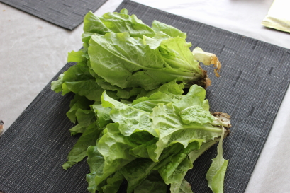 サラダ菜