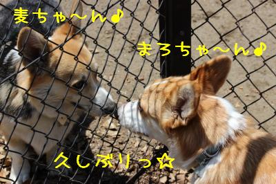 網越しのご挨拶