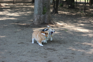 こぎぷろ2