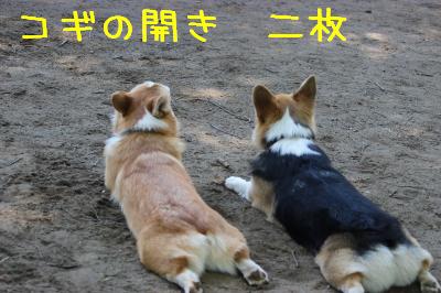 コギの開き2枚