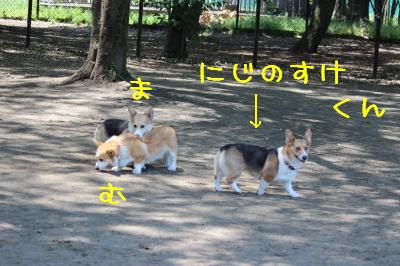 3コギ