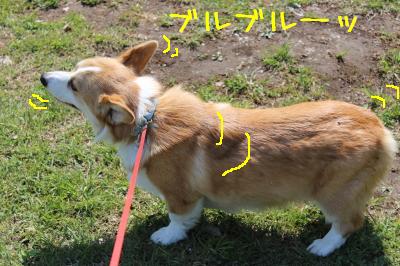 シメはブルブル