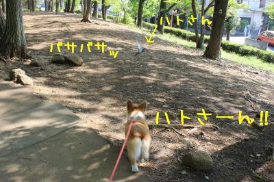 ハトさーん!!