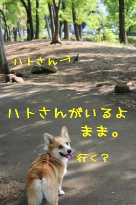 ハトさんだよまま。
