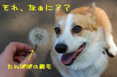 たんぽぽの綿毛