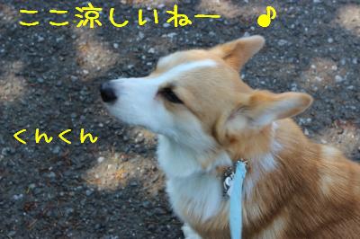 風が涼しい