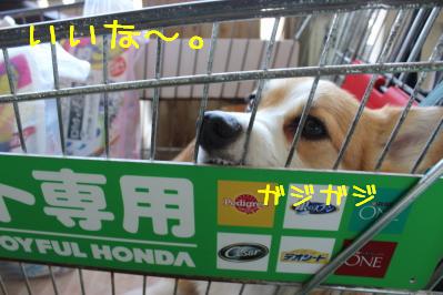 いいな~。