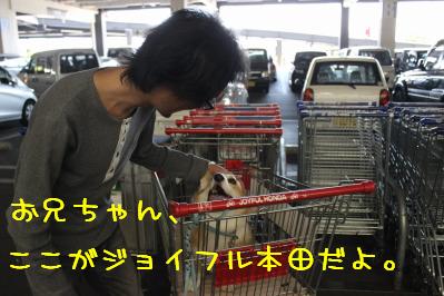 ジョイフル本田