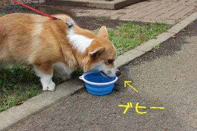 お鼻がブヒ