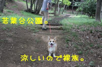 裸族麦