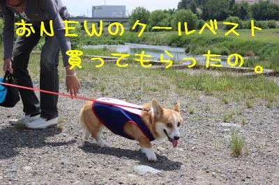 おNEWクールベスト