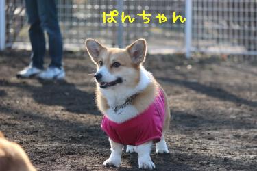 ぱんちゃん